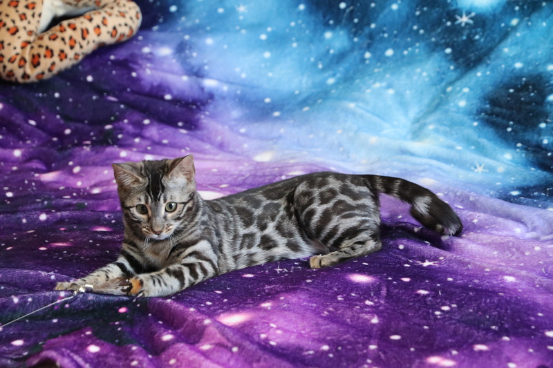 One of the best Bengal Kittens