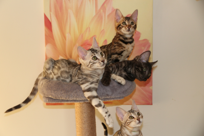 Best of the best Bengal Kitten